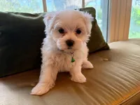 Bon Bon, a male Maltese for sale in Colton, CA – 7 of 9