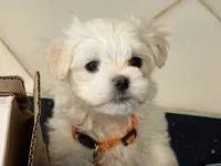 Mochi, a male Maltese for sale in Colton, CA – 8 of 8