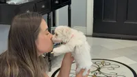 Mochi, a male Maltese for sale in Colton, CA – 7 of 8