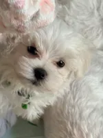 Bon Bon, a male Maltese for sale in Colton, CA – 6 of 9