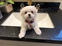 Rocky, a male Maltese for sale in Colton, CA – 8 of 9