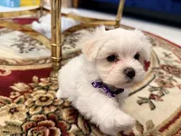 Gigi, a female Maltese for sale in Colton, CA – 4 of 10