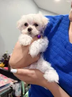 Gigi, a female Maltese for sale in Colton, CA – 8 of 10