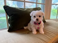 Duchess , a female Maltese for sale in Colton, CA – 5 of 8
