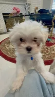 Romeo, a male Maltese for sale in Colton, CA – 10 of 10