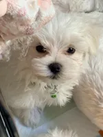 Bon Bon, a male Maltese for sale in Colton, CA – 8 of 9
