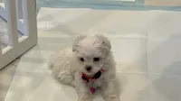 Duchess , a female Maltese for sale in Colton, CA – 8 of 8