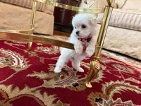 Duchess , a female Maltese for sale in Colton, CA – 6 of 8