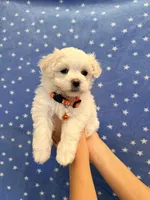 Mochi, a male Maltese for sale in Colton, CA – 3 of 8