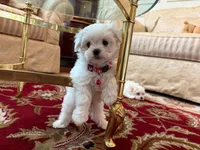Rocky, a male Maltese for sale in Colton, CA – 7 of 9