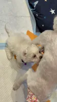 Gigi, a female Maltese for sale in Colton, CA – 5 of 10