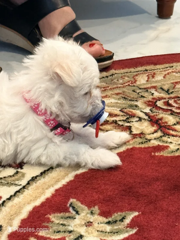 Duchess  – Maltese puppy for sale in Colton, CA