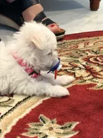 Duchess , a female Maltese for sale in Colton, CA – 1 of 8