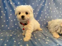 Rocky, a male Maltese for sale in Colton, CA – 2 of 9