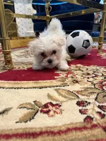 Romeo, a male Maltese for sale in Colton, CA – 4 of 10