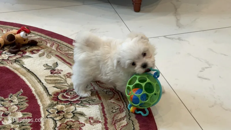 Bon Bon – Maltese puppy for sale in Colton, CA
