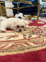 Romeo, a male Maltese for sale in Colton, CA – 5 of 10
