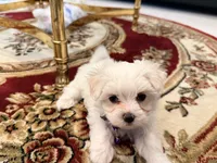 Gigi, a female Maltese for sale in Colton, CA – 9 of 10