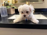 Romeo, a male Maltese for sale in Colton, CA – 1 of 10