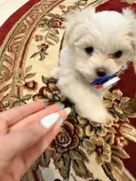 Romeo, a male Maltese for sale in Colton, CA – 2 of 10