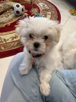 Rocky, a male Maltese for sale in Colton, CA – 6 of 9