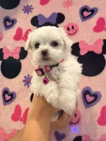 Duchess , a female Maltese for sale in Colton, CA – 3 of 8