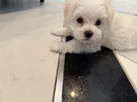 Bon Bon, a male Maltese for sale in Colton, CA – 3 of 9