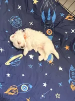 Mochi, a male Maltese for sale in Colton, CA – 5 of 8