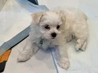 Bon Bon, a male Maltese for sale in Colton, CA – 4 of 9