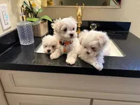 Mochi, a male Maltese for sale in Colton, CA – 4 of 8