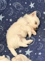 Gigi, a female Maltese for sale in Colton, CA – 3 of 10
