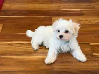 Bon Bon, a male Maltese for sale in Colton, CA – 9 of 9