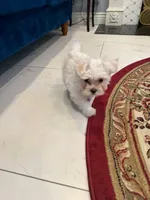 Gigi, a female Maltese for sale in Colton, CA – 7 of 10