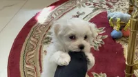Rocky, a male Maltese for sale in Colton, CA – 3 of 9