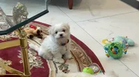 Mochi, a male Maltese for sale in Colton, CA – 6 of 8