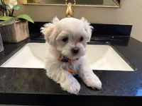 Mochi, a male Maltese for sale in Colton, CA – 2 of 8