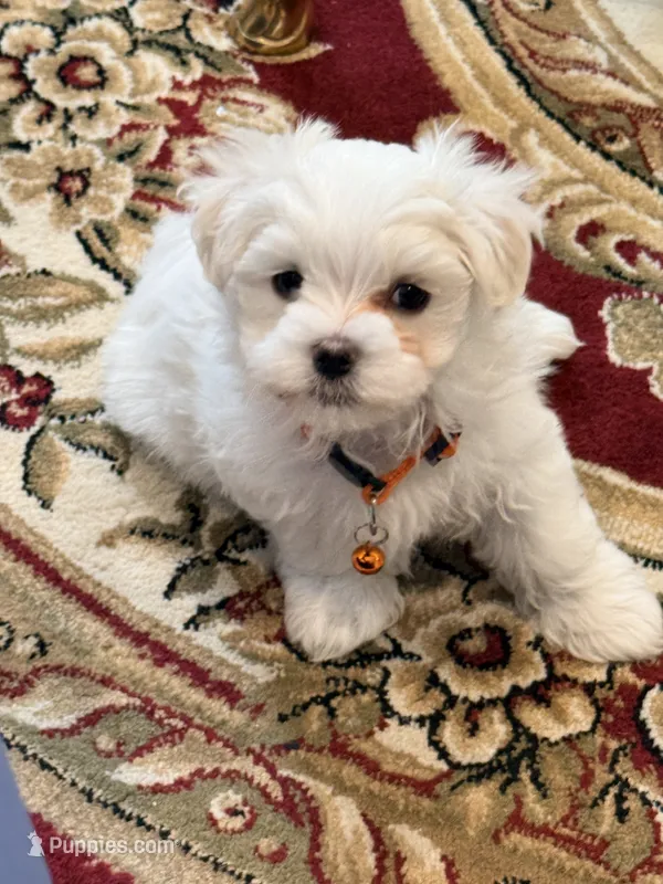 Mochi – Maltese puppy for sale in Colton, CA