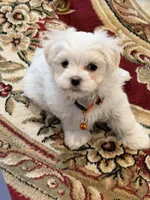 Mochi, a male Maltese for sale in Colton, CA – 1 of 8