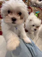 Romeo, a male Maltese for sale in Colton, CA – 9 of 10
