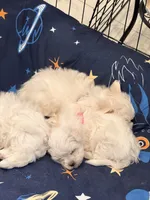 Duchess , a female Maltese for sale in Colton, CA – 4 of 8