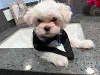Romeo, a male Maltese for sale in Colton, CA – 6 of 10