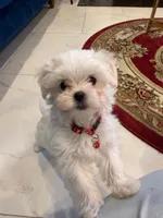 Rocky, a male Maltese for sale in Colton, CA – 9 of 9