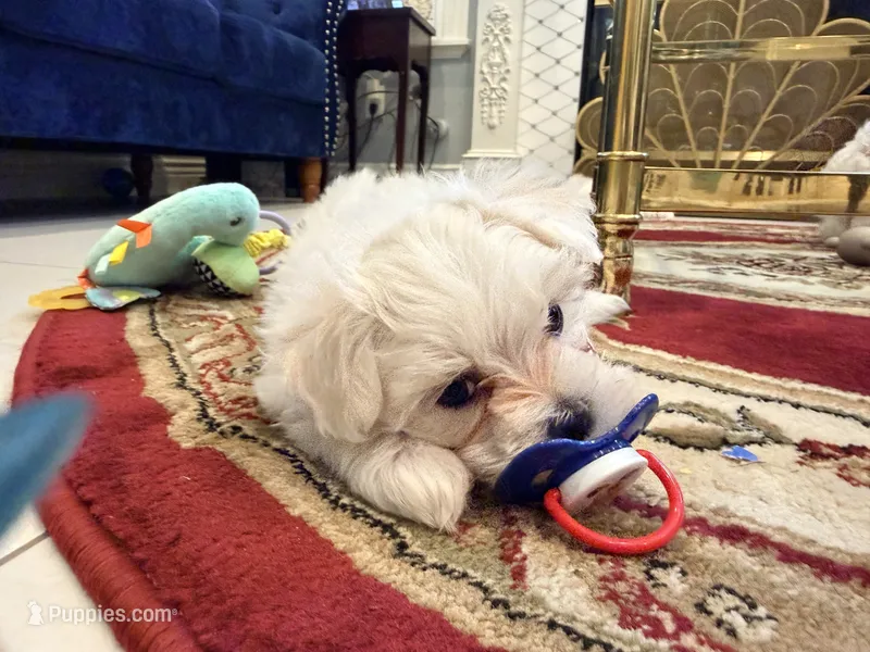 Romeo – Maltese puppy for sale in Colton, CA