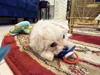 Romeo, a male Maltese for sale in Colton, CA – 3 of 10
