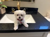 Rocky, a male Maltese for sale in Colton, CA – 4 of 9