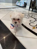 Romeo, a male Maltese for sale in Colton, CA – 8 of 10