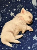 Duchess , a female Maltese for sale in Colton, CA – 7 of 8