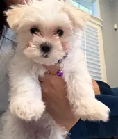 Gigi, a female Maltese for sale in Colton, CA – 10 of 10