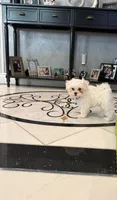 Romeo, a male Maltese for sale in Colton, CA – 7 of 10