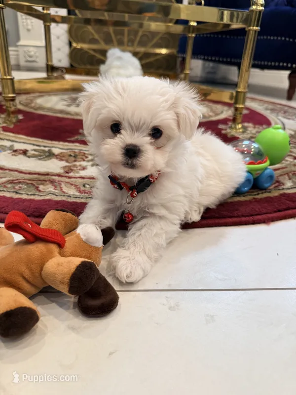 Rocky – Maltese puppy for sale in Colton, CA